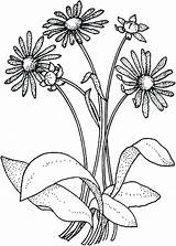 Flower Aster Wildflower Bulkcolor sketch template