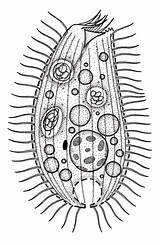 Protozoa Hieronymus sketch template