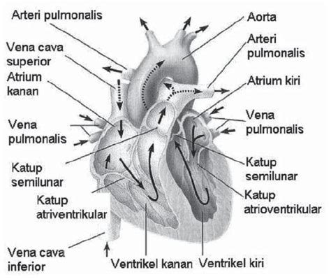 pengertian organ  struktur organ  badan manusia binatang