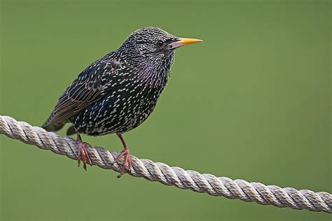 european starlings bird profile