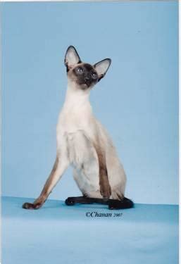 siamese cat seal point male wedge head top show type  sale