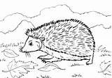 Igel Ausmalbild Kostenlos Arici Hedgehog Riccio Malvorlagen Colorat Ausmalen Ausdrucken Drucken Planse Erizo Desene Imagini Animale Ariciul Coloradisegni Salbatice Disegni sketch template