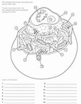 Biologist Asu Askabiologist Animal Biology Worksheets sketch template