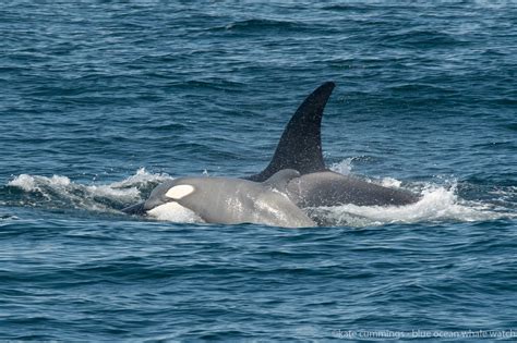 boaters spot rare gray orca calf     adorable
