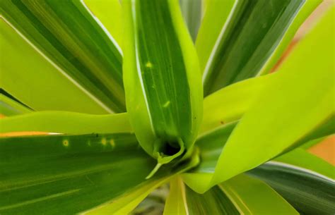 propagate dracaena step  step guide  pictures