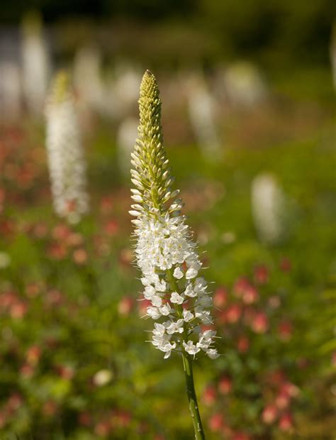 fox tails flourish   seasonal walk plant talk