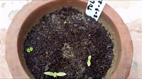 grow tulsiholy basil  seeds seeds harvest  seedling