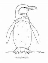 Penguin Galapagos Penguins sketch template