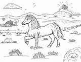 Icelandic Horse Coloring Pages Magnet Drawing Iceland Robin Great sketch template