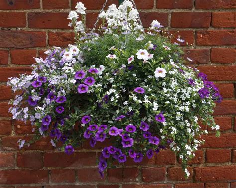 hanging basket grower green pastures norwich norfolk