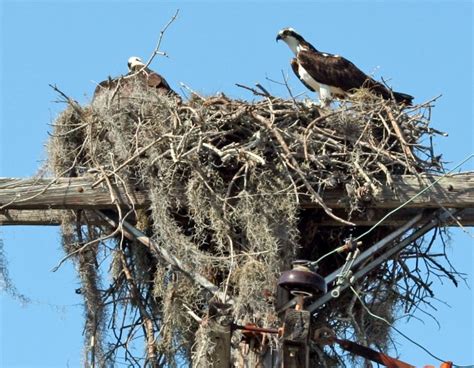 bird nests variety  key   worlds avian architects
