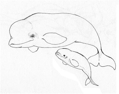 animal coloring pages beluga whale endangered page quotekocom