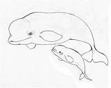 Beluga Whale Endangered Quoteko Mama Orca Designlooter sketch template