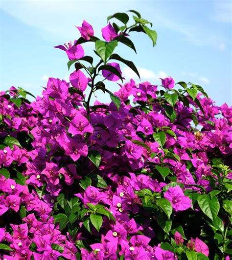 bougainvillea planting pruning  advice  caring