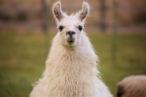 antibody derived  llamas  provide cure  human diseases