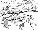 Bass Coloring Pages Largemouth Jumping Getcolorings Fish Printable Drawing sketch template