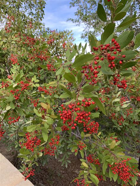 large bush   red berries growing   hillside