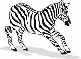 Zebra Coloring Pages Printable Kids Drawing Animal Color Drum Realistic Cartoon Pdf Print Djembe Kid Clipart Getcolorings Spirit Horse Song sketch template