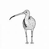 Curlew Dotwork sketch template