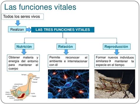 tema 3 funciones vitales reproducción