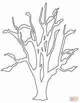 Tree Baum Coloring Bare Pages Roots Winter Leaves Printable Template Without Maple Trees Kahler Drawings Templates sketch template