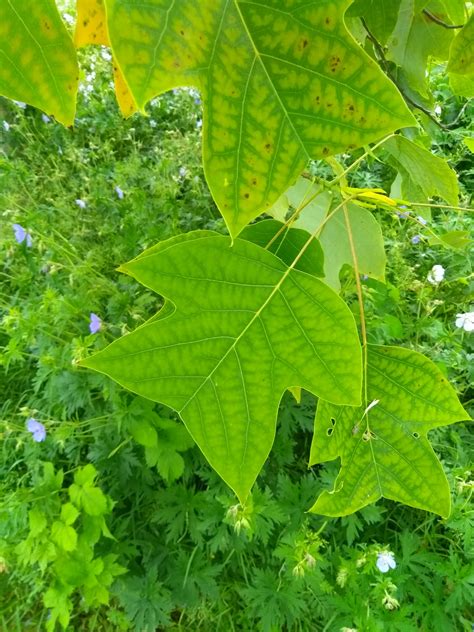 strange shaped tree leaves ive    rwhatsthisplant