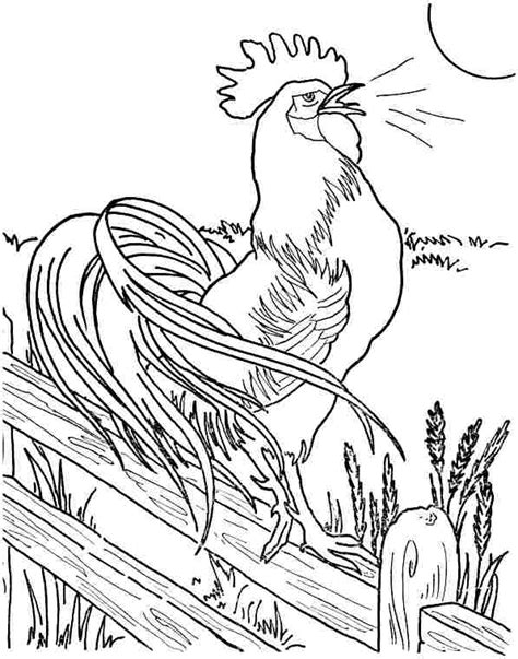 roosters coloring pages learny kids