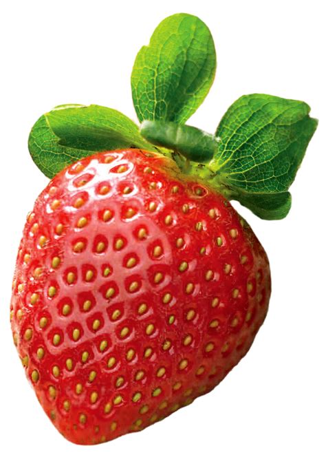 enjoy fresh florida strawberries  december  april