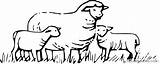 Sheep Coloring4free Coloring Pages Flock Printable Related Posts sketch template
