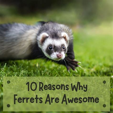 great reasons    ferret pethelpful