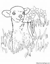 Lamb Bestcoloringpages Printable sketch template