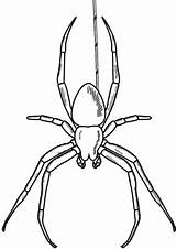 Spinne Widow Ragni Malvorlage Ragno Ausmalbilder Arachnid Insect Spinnennetz Designlooter sketch template