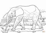 Elefante Africano Grassland sketch template
