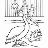 Zoo Drawing Coloring Pages Printable Animals Pelican Duck Kids Top Bear Ones Interesting Paintingvalley Little sketch template