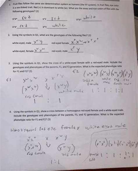 Solved 1 Fruit Flies Follow The Same Sex Determination