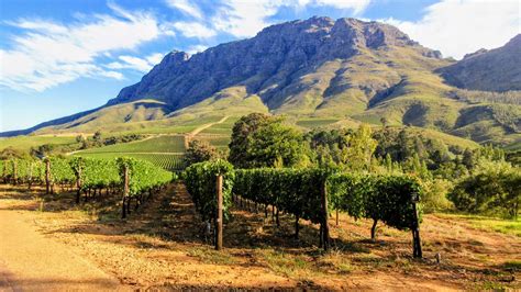 cape winelands highlights quiver trees  flowers