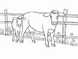 Coloring Cow Pages Cattle Printable Adults Getcolorings Cows Color sketch template