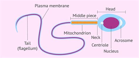 Structure And Parts Of A Sperm Cell