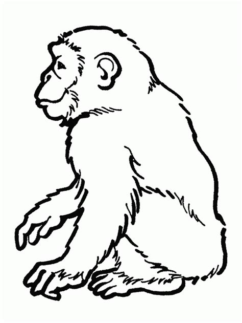 printable rainforest animal coloring pages  rainforest animal