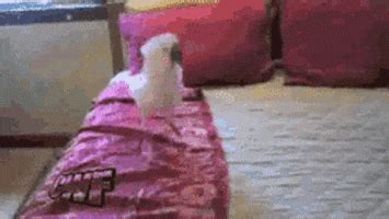 jumping parrot gifs find share  giphy
