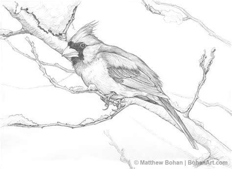 northern cardinal pencil sketch beautiful pencil drawings bird