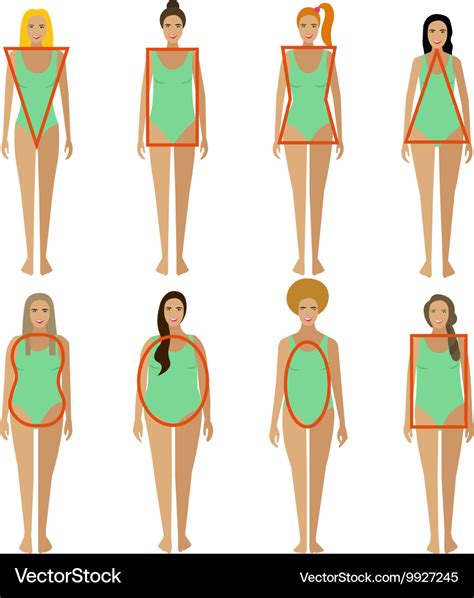 female body types woman figure shapes vector image