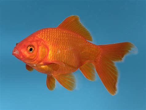 man splashes    vet bill  beloved office goldfish suffering  constipation