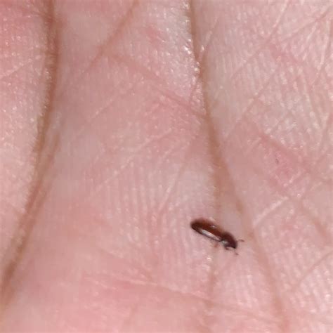identifying  small brown bug thriftyfun