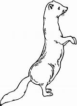 Weasels sketch template