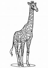 Colorir Girafas sketch template