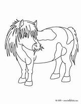 Pony Shetland Coloring Pages Ausmalbilder Von Getcolorings Und Ponys Print Pferde Gemerkt Hellokids sketch template