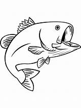 Coloring Pages Fish Bass Printable Color Kids Basses sketch template