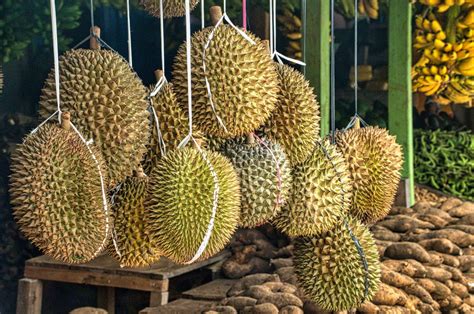 durian season    types  durian   find  malaysia kwiknews