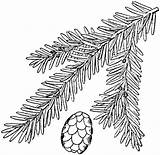 Hemlock Coloring Tree Cedar Eastern Drawing Template Canadian Getdrawings sketch template